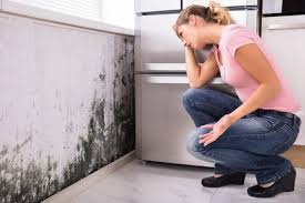 Trusted Tracyton, WA Mold Removal Experts